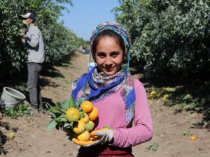 Adana'da mandalina hasadı sürüyor, fiyatı 1 liraya düştü