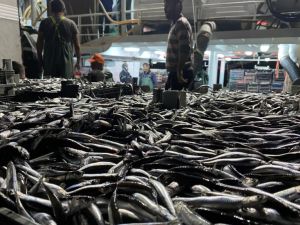 Karadeniz'de hamsi bereketi