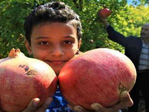 Gören şaşırıyor, bu narların tanesi 1,5 kilo