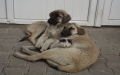 Kedi ve köpeğin şaşırtan dostluğu