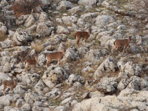 Yaban keçilerinin envanteri çıkartılıyor
