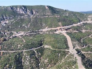 Küle dönen yüzlerce hektarlık orman yeniden canlandı