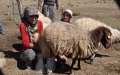 TUNCELİ'DE GÖÇERLER YAYLALARDAN DÖNÜŞE GEÇTİ