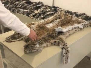 Gümrük muhafaza ekiplerinden kaçakçılara büyük darbe