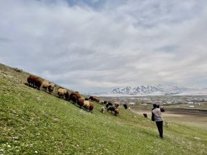 Ağrı'da baharın gelmesiyle koyun sürüleri yaylalara çıkarılmaya başlandı
