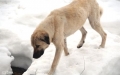 YİYECEK ARAYAN KÖPEĞİN KAFASI TENEKEYE SIKIŞTI