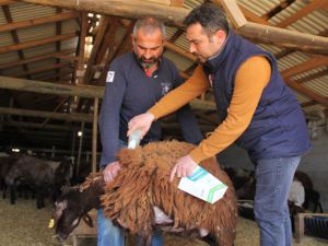 Küçükbaş hayvanlar kenelere karşı ilaçlanıyor