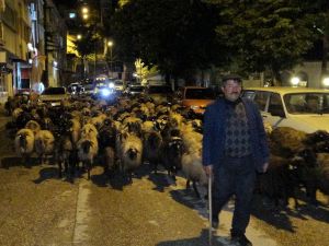Trafik durdu, koyun sürüsü geçti