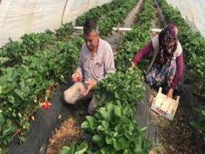Meşhur yenice çileğinin ilk hasadı yapıldı