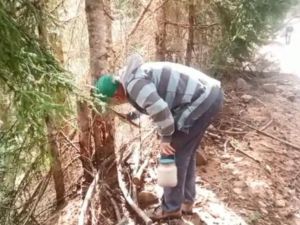Ormandan topladıkları zararlı böcekler gelir kapıları oldu
