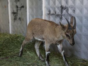 Tunceli'de bitkin halde bulunan yaban keçisi koruma altına alındı