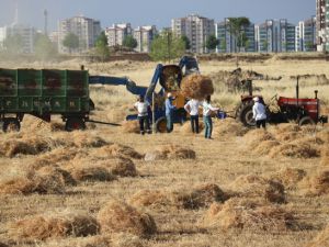 Diyarbakır'da milyonluk siteler arasında 'imece' usulü hasat