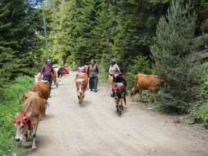 Gümüşhane’de yayla göçü başladı