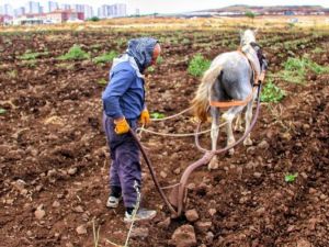 Diyarbakırlı çiftçi kara sabandan vazgeçemiyor