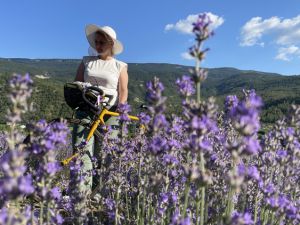 Lavanta tarlaları Safranbolu'da alternatif turizm rotası oluşturuyor