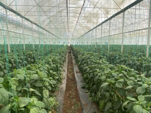 Kaliforniya biberinde ürün açığını Burdurlu üreticiler kapatacak