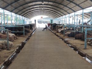 Pazarda kurbanlık var alıcı yok