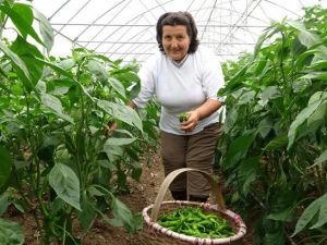 Karadeniz'de seracılık sektörü, verilen destekler ile büyüyor