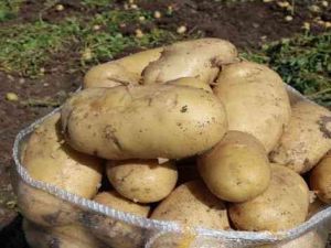 Patates 7 TL'yi bulan satış fiyatıyla üreticisinin yüzünü güldürdü