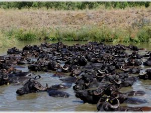 Mandaların göl içindeki keyifli hali Afrika belgesellerini aratmadı