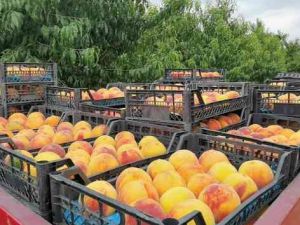 Şeftalinin suyu çıktı, dalında 3, tezgahta 10 TL