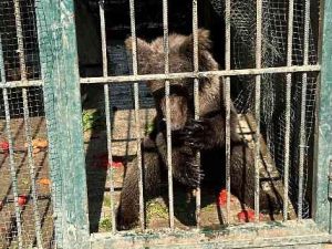Türkiye'nin tanıdığı "Balkız" kendine geldi