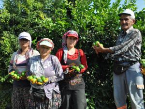 Lime cinsi limonda hasat başladı: Kilosu 50 lira