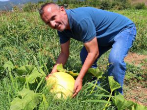 40 ton kabaktan 250 bin TL gelir bekliyor