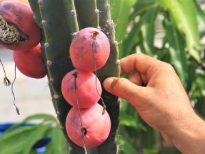 Ejder meyvesi ve Hint incirine alternatif 'Peru elması'